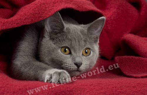 CHARTREUX_16 (RACE)